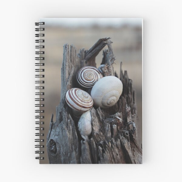 Item preview, Snail Shells Nestled in Weathered Wood Stump With Rustic Spiral Patterns and Natural Texture designed and sold by Nmallia.