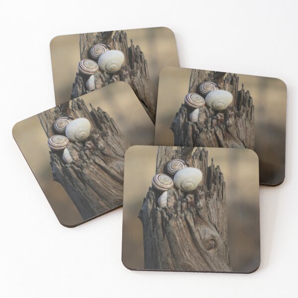 Item preview, Close-Up of Spiral Snail Shells Nestled in Weathered Wood on a Rustic Nature Background designed and sold by Nmallia.