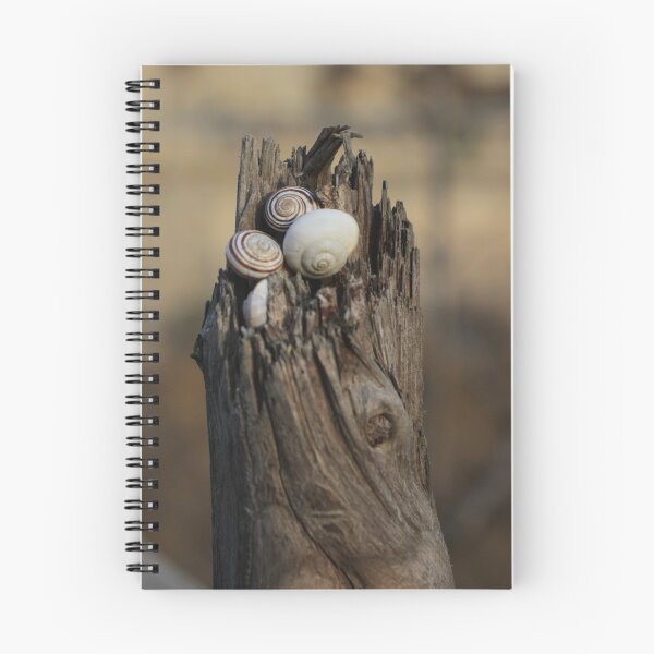 Item preview, Close-Up of Spiral Snail Shells Nestled in Weathered Wood on a Rustic Nature Background designed and sold by Nmallia.