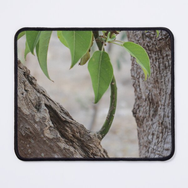 Item preview, Young Sapling Growing From Old Tree Trunk With Bright Green Leaves And Rough Bark Texture designed and sold by Nmallia.