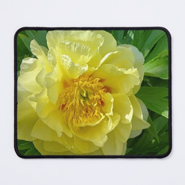 Item preview, Yellow Peony Bloom | EDINSTEPPE Collection designed and sold by E D I N S T E P P E.