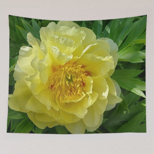 Item preview, Yellow Peony Bloom | EDINSTEPPE Collection designed and sold by E D I N S T E P P E.
