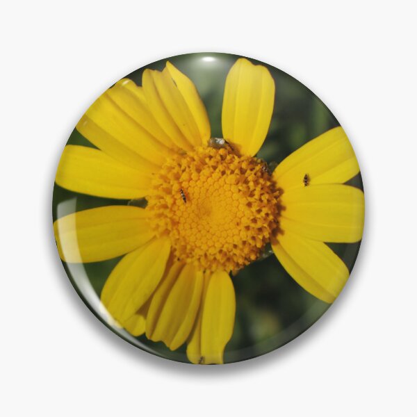 Item preview, Close-Up Of Bright Yellow Daisy Flower With Small Insects On Petals In Green Garden Background designed and sold by Nmallia.