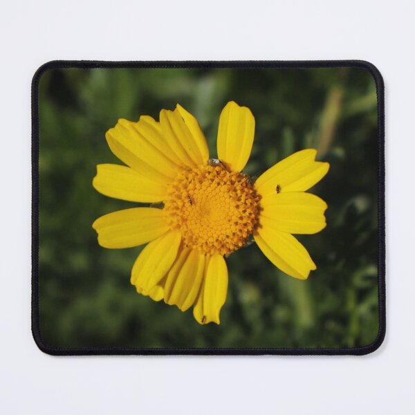 Item preview, Close-Up Of Bright Yellow Daisy Flower With Small Insects On Petals In Green Garden Background designed and sold by Nmallia.
