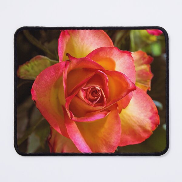 Item preview, Vibrant Yellow and Red Bi-Color Rose Macro designed and sold by MariaAteva.