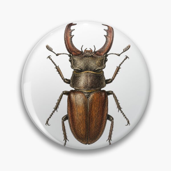 Item preview, Antique Stag Beetle Naturalist Specimen Plate designed and sold by eignvalue.