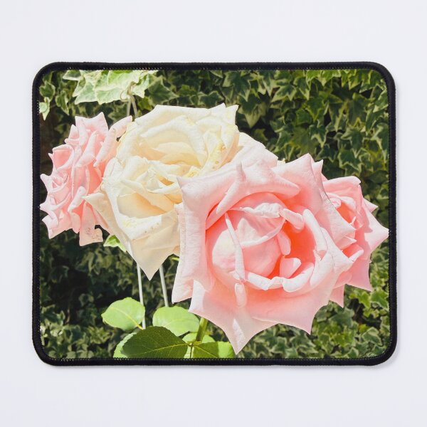 Item preview, Soft Pink and Cream Roses Garden Photography designed and sold by BalkanBloomArt.