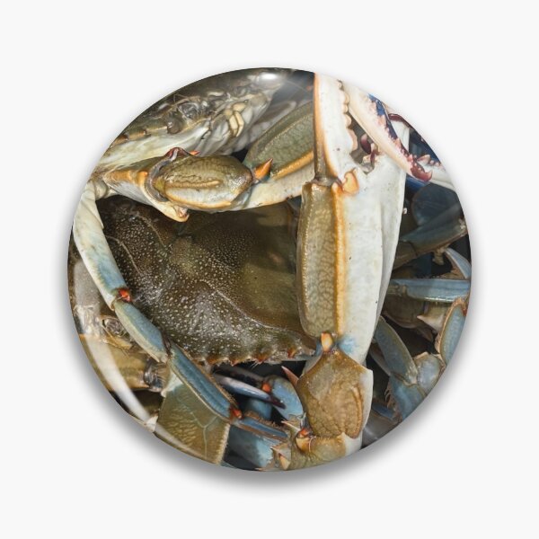Item preview, Fresh Blue Crabs - Coastal Life Photography designed and sold by Seasons Change.