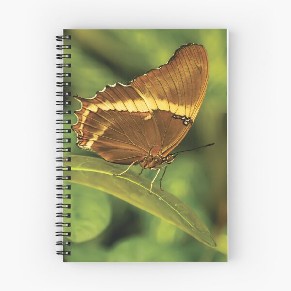 Item preview, Rusty-Tipped Page Butterfly designed and sold by Kay Brewer.