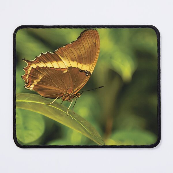 Item preview, Rusty-Tipped Page Butterfly designed and sold by Kay Brewer.