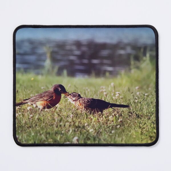 Item preview, American Robins at the Lake designed and sold by ForestWanderersArt.