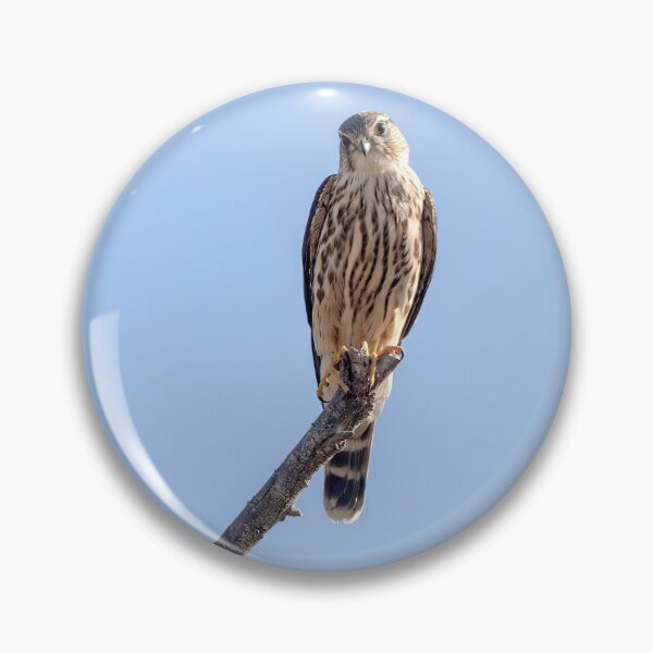 Artikelvorschau, Merlin auf dem Zweig entworfen und verkauft von CarolM.