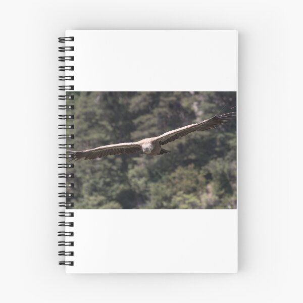 Item preview, Vulture gliding designed and sold by XaviFotografia.