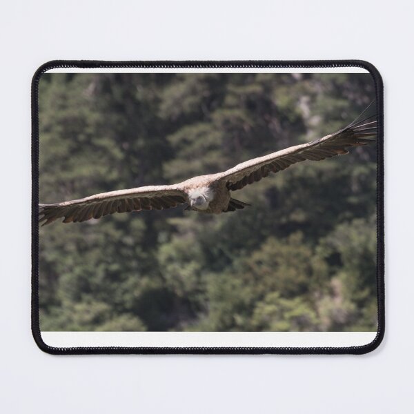 Item preview, Vulture gliding designed and sold by XaviFotografia.