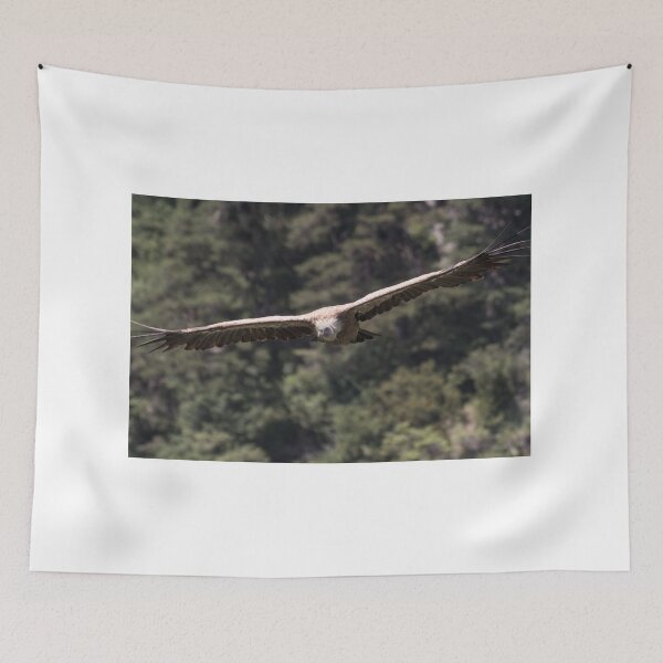 Item preview, Vulture gliding designed and sold by XaviFotografia.