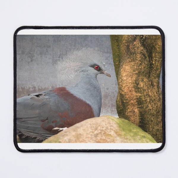Item preview, Red-eyed bird designed and sold by XaviFotografia.