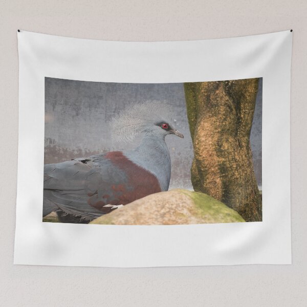 Item preview, Red-eyed bird designed and sold by XaviFotografia.