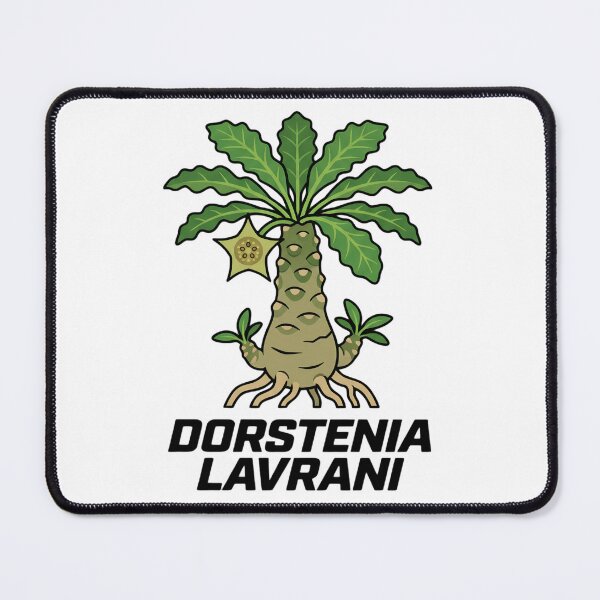Item preview, Dorstenia Lavrani Caudex Plant Bold Street Graphic designed and sold by GreenDivisionJP.