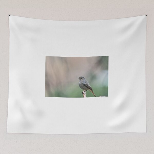 Item preview, Redstart designed and sold by XaviFotografia.