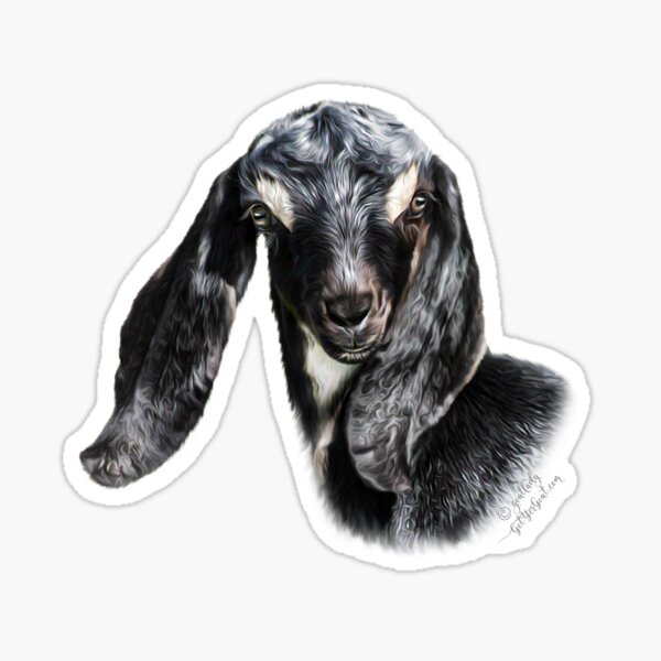 Portrait of a Goat - Nubian Goat Kid "CHUCK"  Sticker