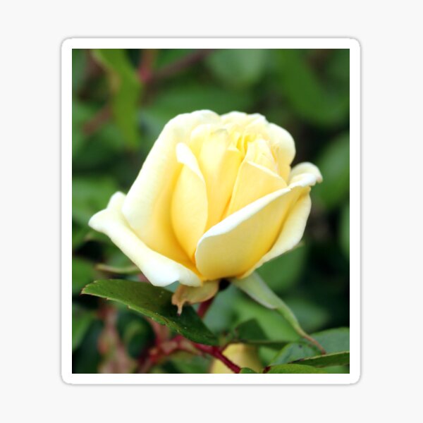 Item preview, rose designed and sold by KathleenDawson.