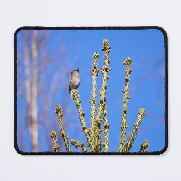 Item preview, Top songs. Dunnock designed and sold by Jouko Lehto Photography.