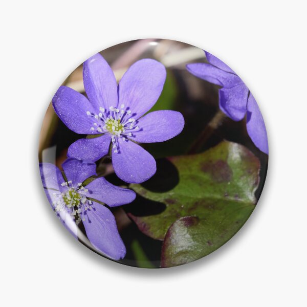 Item preview, Trio. Common hepatica designed and sold by Jouko Lehto Photography.