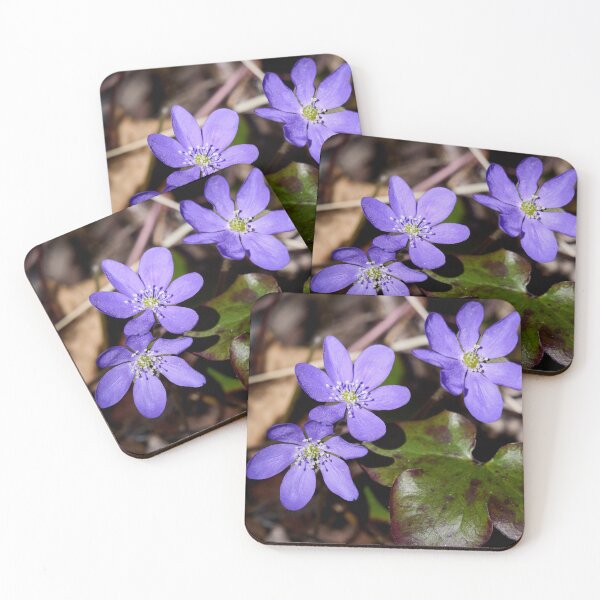 Item preview, Trio. Common hepatica designed and sold by Jouko Lehto Photography.