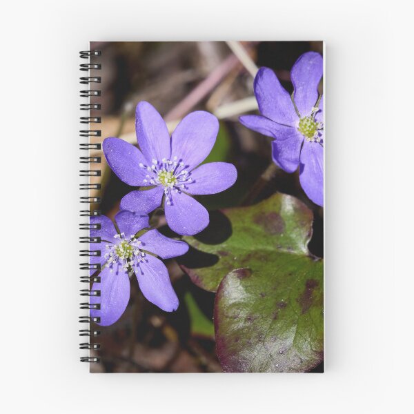 Item preview, Trio. Common hepatica designed and sold by Jouko Lehto Photography.