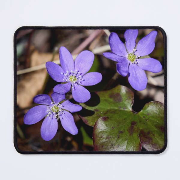 Item preview, Trio. Common hepatica designed and sold by Jouko Lehto Photography.