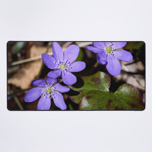 Item preview, Trio. Common hepatica designed and sold by Jouko Lehto Photography.