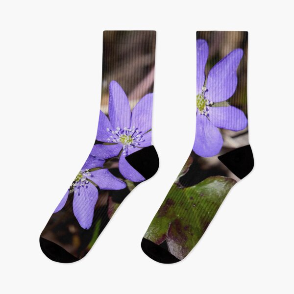 Item preview, Trio. Common hepatica designed and sold by Jouko Lehto Photography.