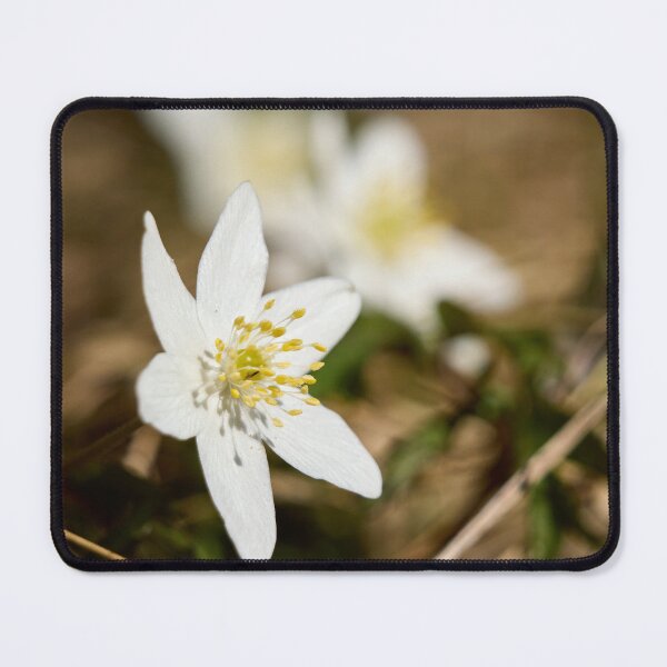 Item preview, Springtime. Wood anemone designed and sold by Jouko Lehto Photography.