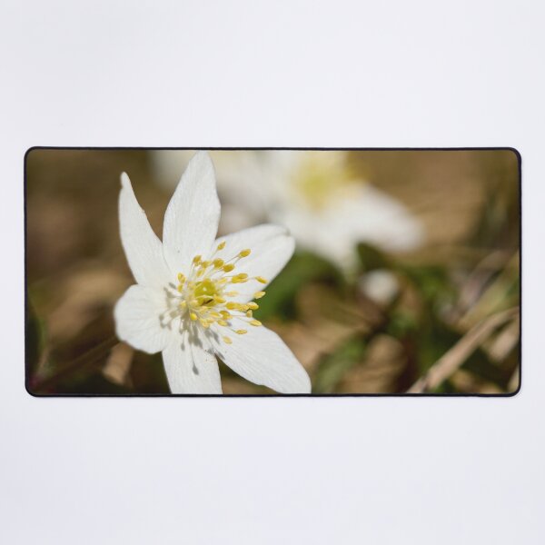 Artikelvorschau, Frühling. Buschwindröschen entworfen und verkauft von Jouko Lehto Photography.