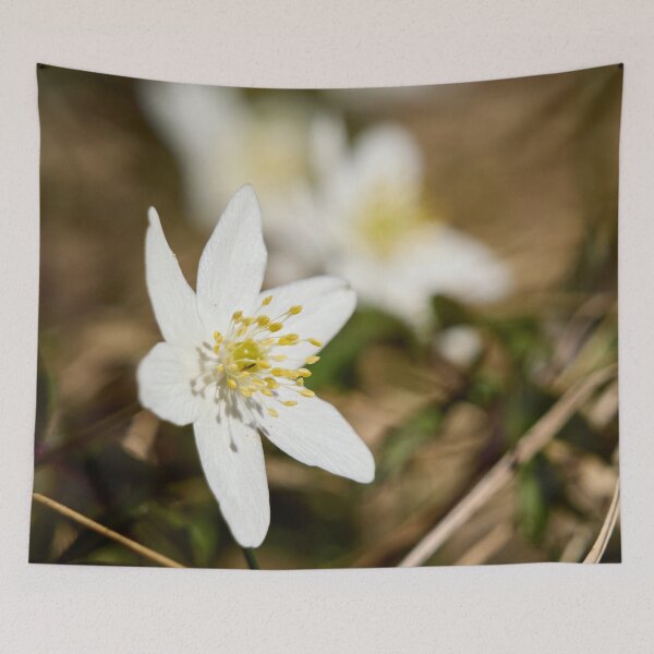 Item preview, Springtime. Wood anemone designed and sold by Jouko Lehto Photography.