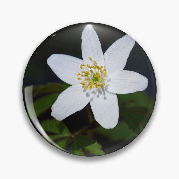 Item preview, Spot of light. Wood anemone designed and sold by Jouko Lehto Photography.