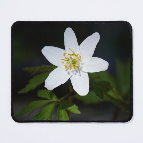 Item preview, Spot of light. Wood anemone designed and sold by Jouko Lehto Photography.