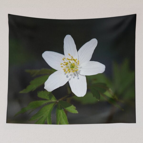 Item preview, Spot of light. Wood anemone designed and sold by Jouko Lehto Photography.