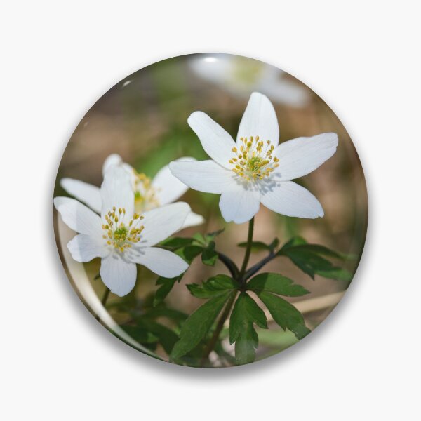 Item preview, Windflower . Wood anemone designed and sold by Jouko Lehto Photography.