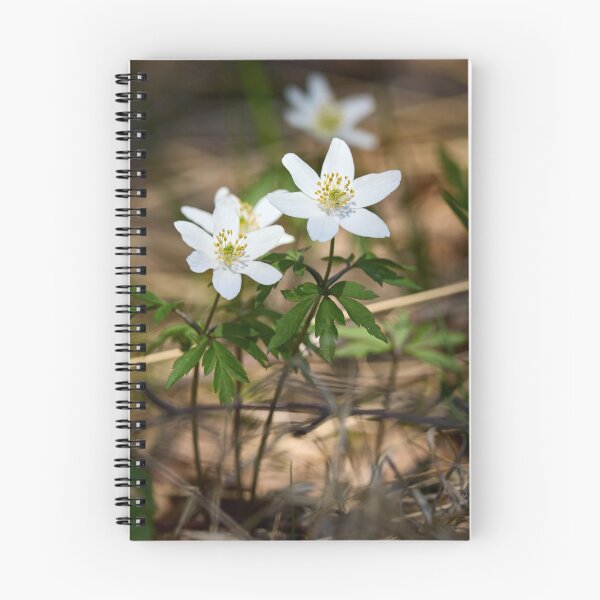 Item preview, Windflower . Wood anemone designed and sold by Jouko Lehto Photography.