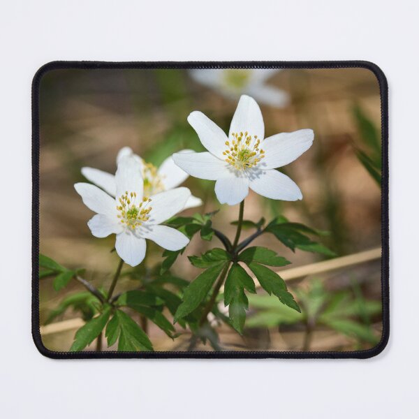Item preview, Windflower . Wood anemone designed and sold by Jouko Lehto Photography.