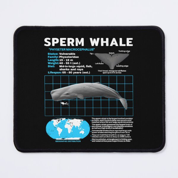 Item preview, Sperm whale data sheet designed and sold by NicGrayGraphic.