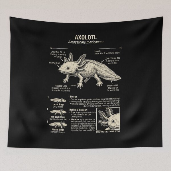 Item preview, Axolotl Scientific Anatomy Biology Animal Lover designed and sold by Kimberley King Art  King Art.