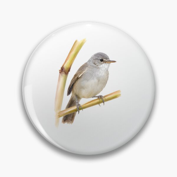 Item preview, Cape Verde Warbler (Acrocephalus brevipennis) designed and sold by HOMETOWN86.