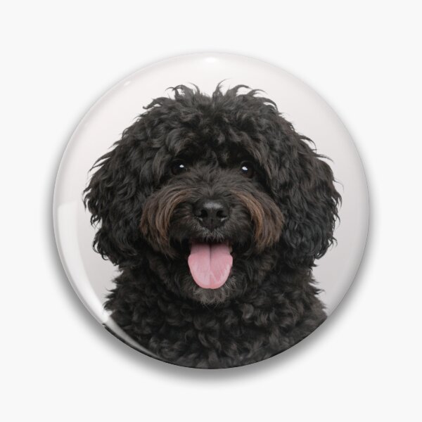 Item preview, Cute Barbet Dog - French Water Dog designed and sold by Sierodzyna.