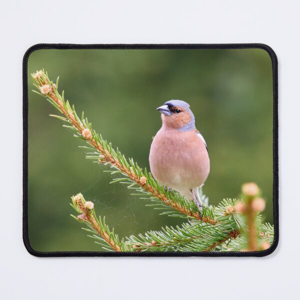 Item preview, All green. Eurasian chaffinch designed and sold by Jouko Lehto Photography.