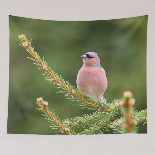 Item preview, All green. Eurasian chaffinch designed and sold by Jouko Lehto Photography.
