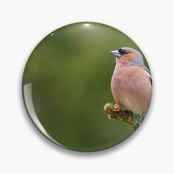 Item preview, On the top. Eurasian chaffinch designed and sold by Jouko Lehto Photography.