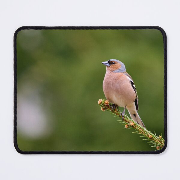 Item preview, On the top. Eurasian chaffinch designed and sold by Jouko Lehto Photography.