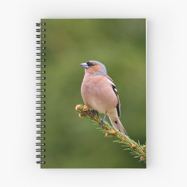 Item preview, On the top. Eurasian chaffinch designed and sold by Jouko Lehto Photography.